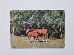 Vykort hästar