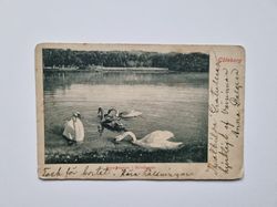 Vykort Göteborg. Svandammen i Slottskogen 1904