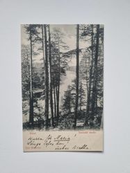 Vykort Höst. Svenskt motiv, 1902