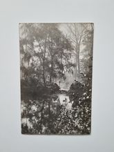 Vykort natur, skog 1905