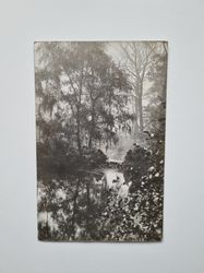 Vykort natur, skog 1905
