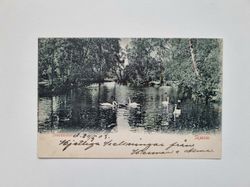 Vykort Svandammen. Skansen 1903