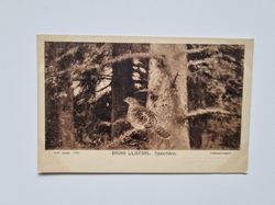Vykort BRUNO LILJEFORS: Tjäderhöna