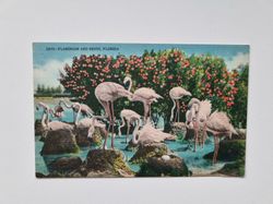 Vykort Pink Flamingos Nests Florida Birds