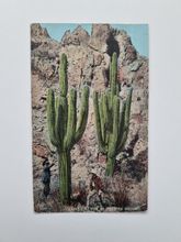 Vykort Giant Cactus 45 Feet in Height