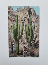 Vykort Giant Cactus 45 Feet in Height