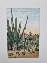Vykort A Variety of Cactus in California.
