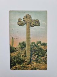 Vykort Giant Cactus 30 FT High. 10 FT arm
