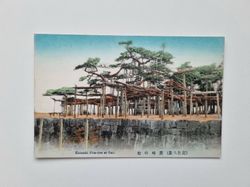 Vykort Japan. Karasaki Pine-tree at Omi.