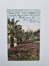 Vykort Geraniums and Palms, California 1908