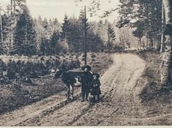 Vykort Skørping. I Rold Skov 1912
