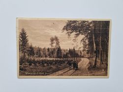 Vykort Skørping. I Rold Skov 1912