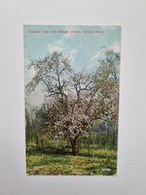 Vykort Staten Island Historic Tree Billopp