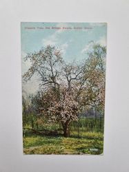 Vykort Staten Island Historic Tree Billopp