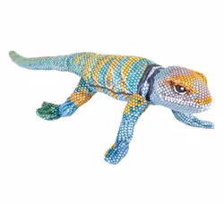 Coilkins Collared Lizard