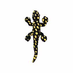 Magnet Svart Gecko