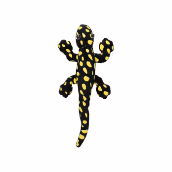 Magnet Svart Gecko