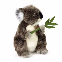 Koala med Eukalyptus