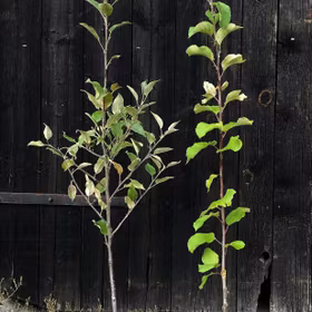 Päron 'Lubecker Bergamott'