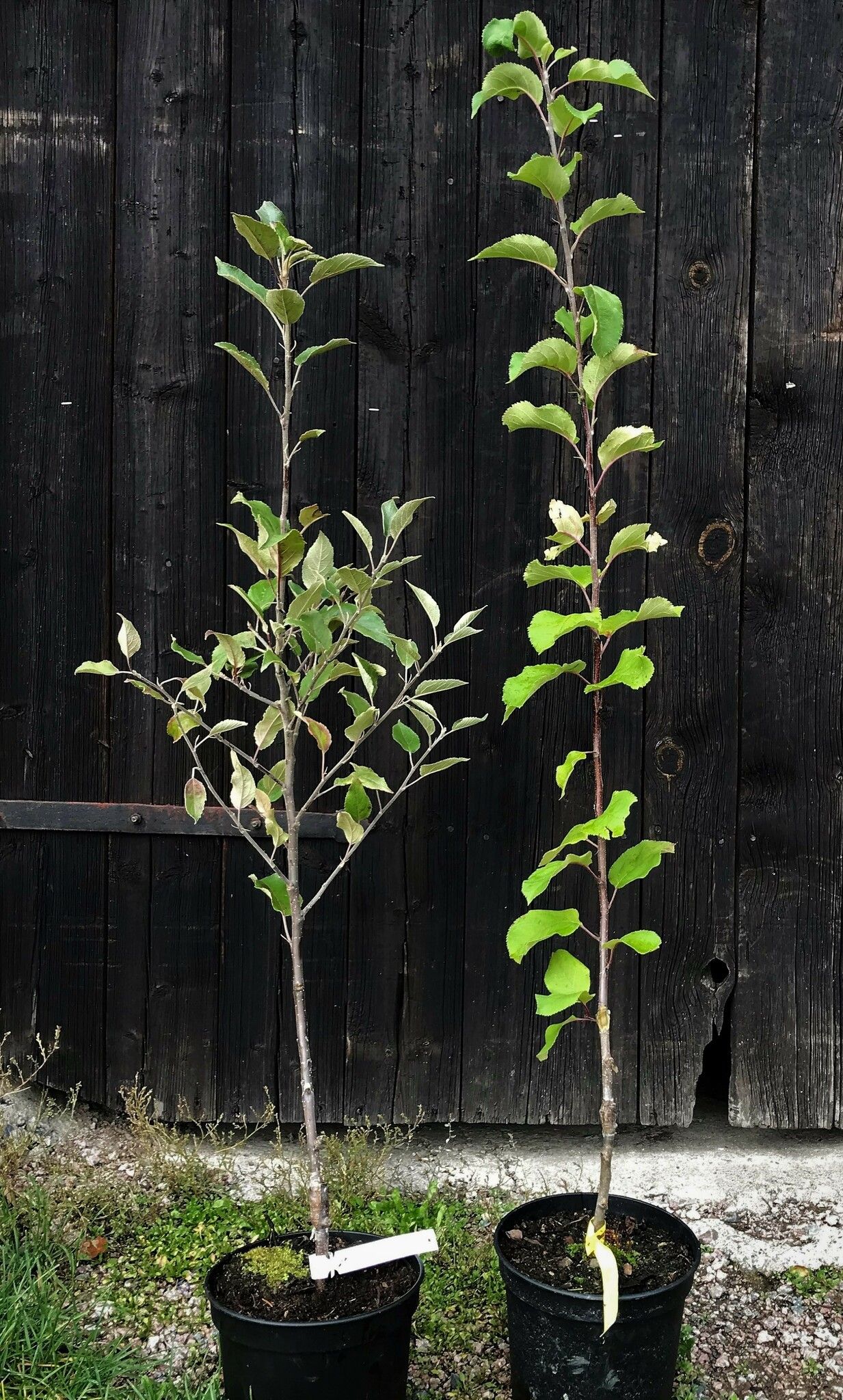 Plommon 'Victoria'