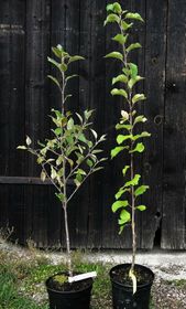 Cideräpple 'Somerset Redstreak'