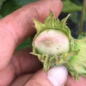 Storfruktig hassel 'Barcelonski'