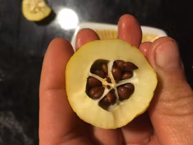 Liten rosenkvitten, taggfria frösådder