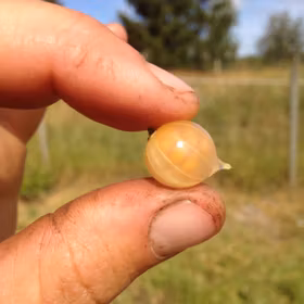 Vita vinbär 'Piikkiön Helmi'