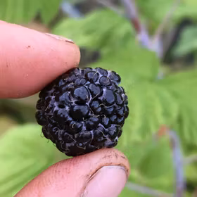 Svarthallon 'Jewel'