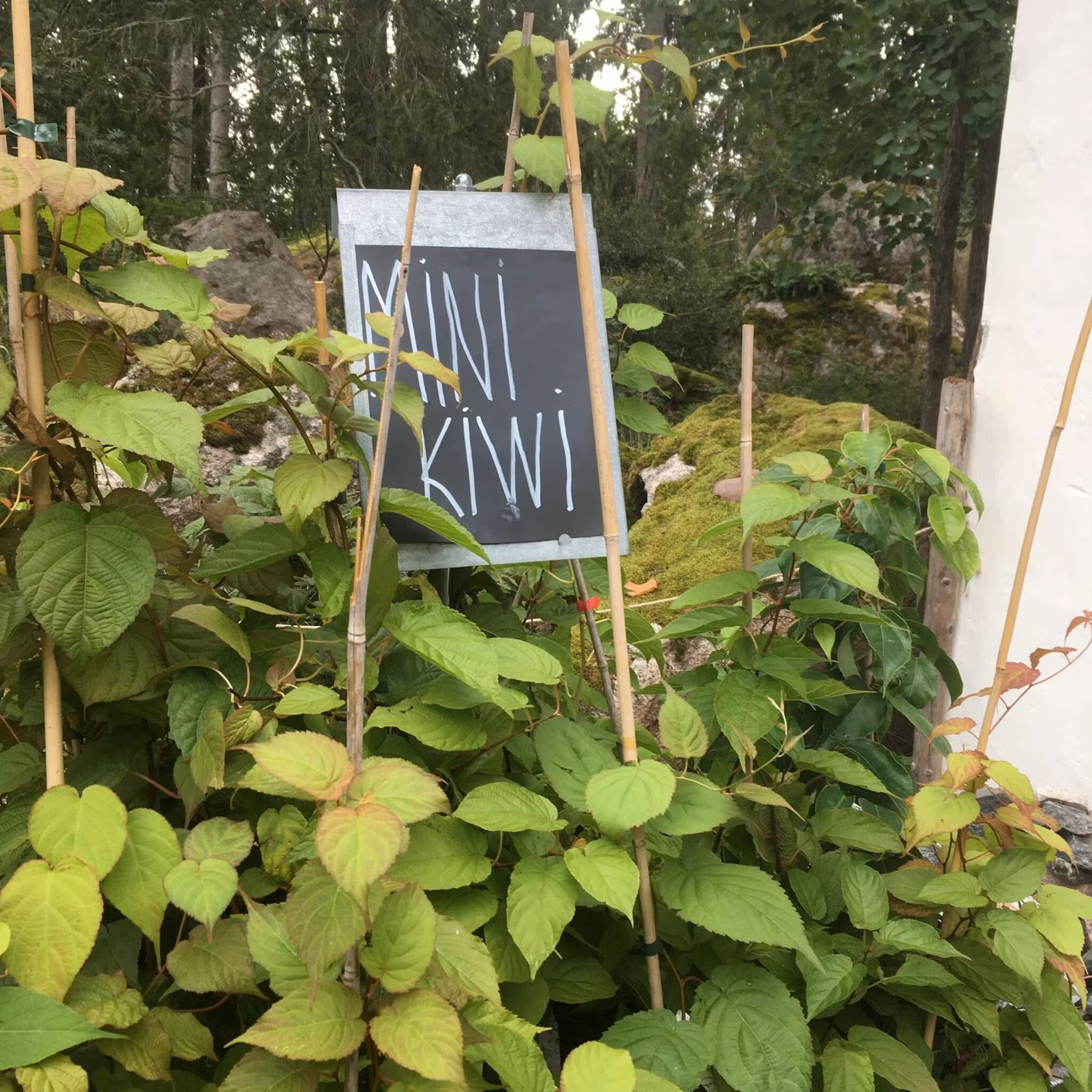 Minikiwi 'Vitakola', hona
