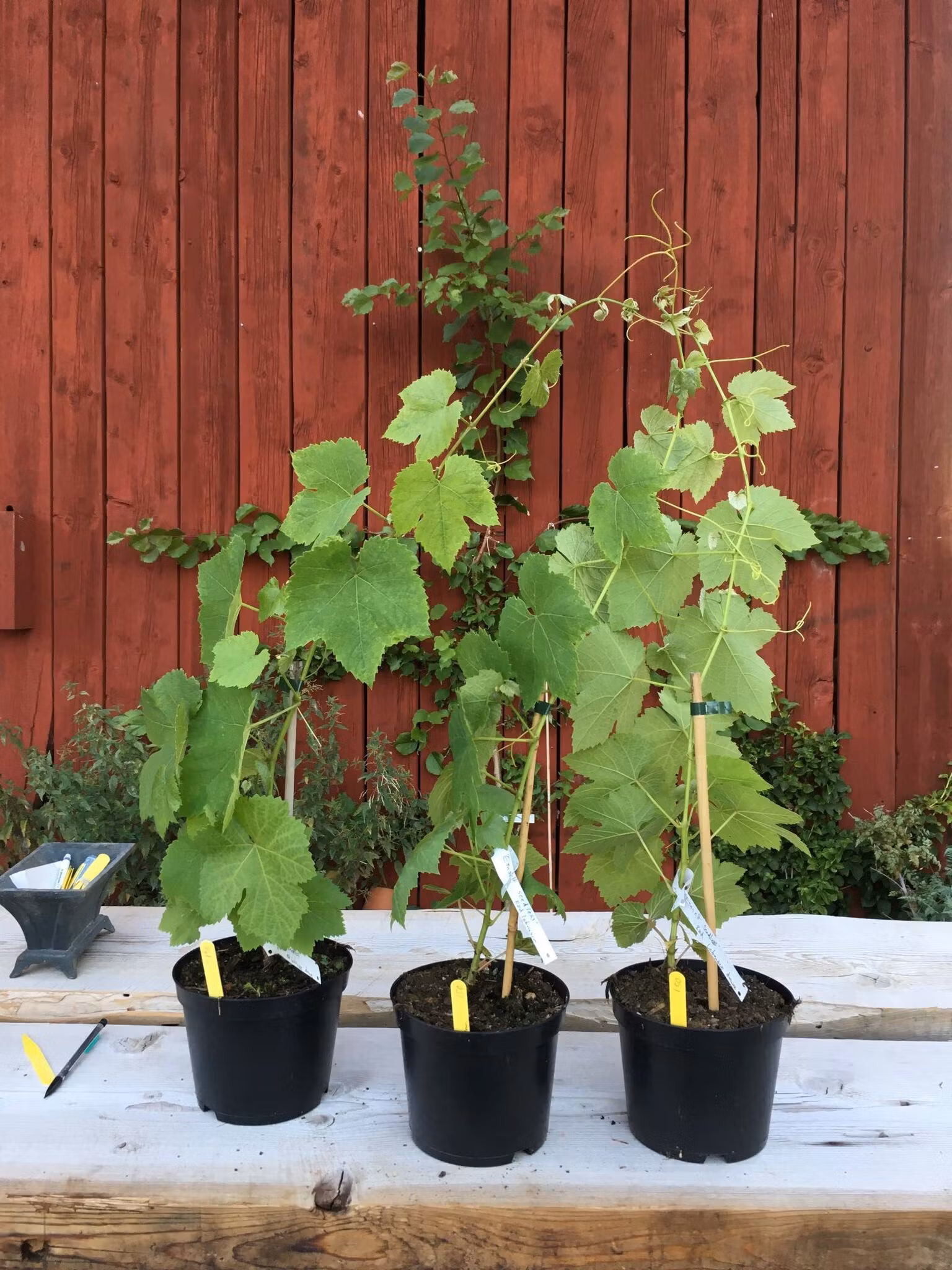 Staketdruva 'Remailly seedless'