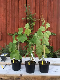 Staketdruva 'Remailly seedless'