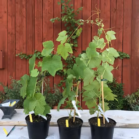 Staketdruva 'Remailly seedless'