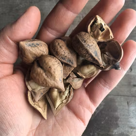 Hjärtvalnöt 'Schubert'