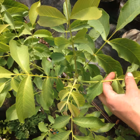 Grå valnöt 'Chamberlin'