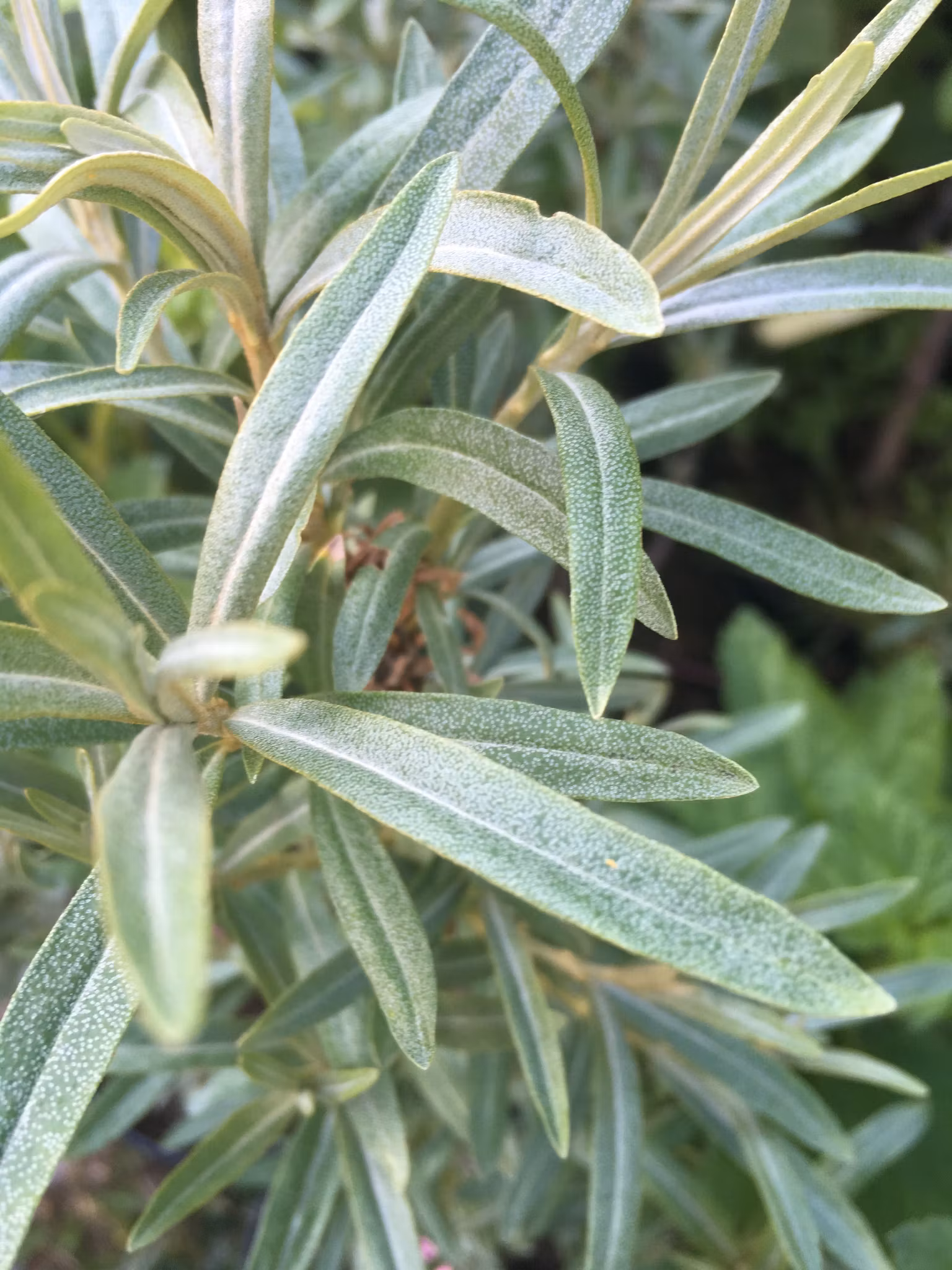 Havtorn 'Hubert', hane