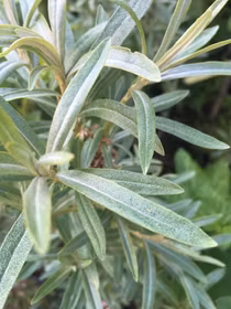 Havtorn 'Hubert', hane