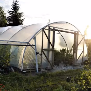 Krusbär 'Whinhams Industry'