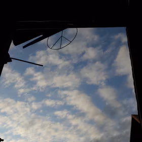 Svarta vinbär 'Intercontinental'