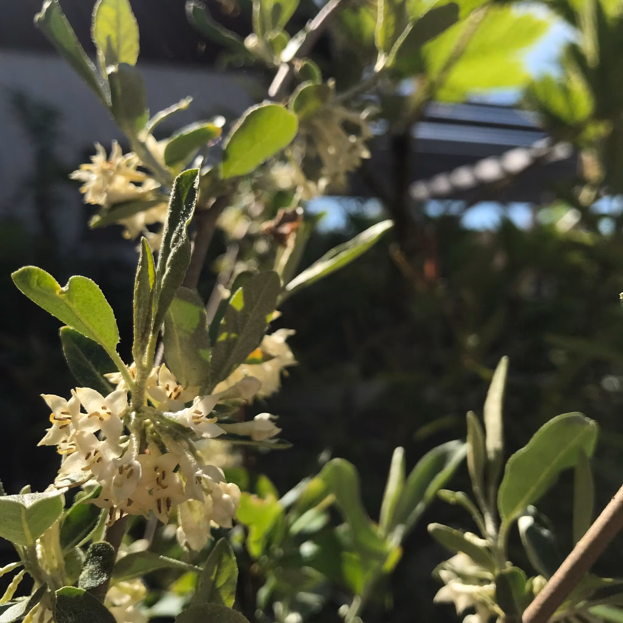 Koreansk silverbuske, frösådder