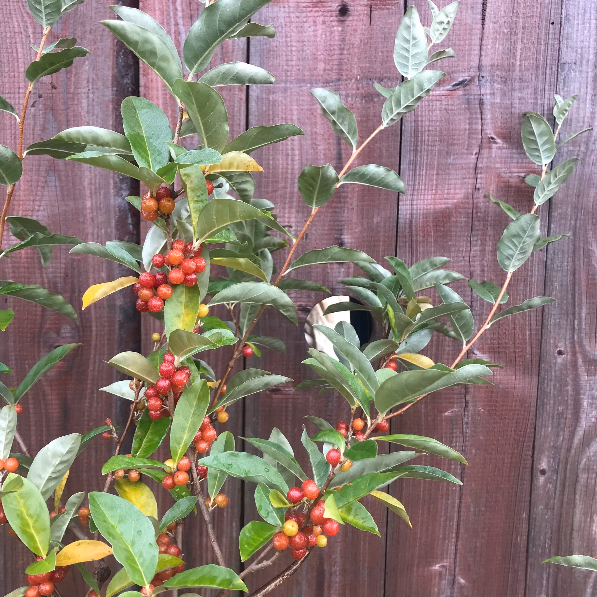 Koreansk silverbuske, frösådder