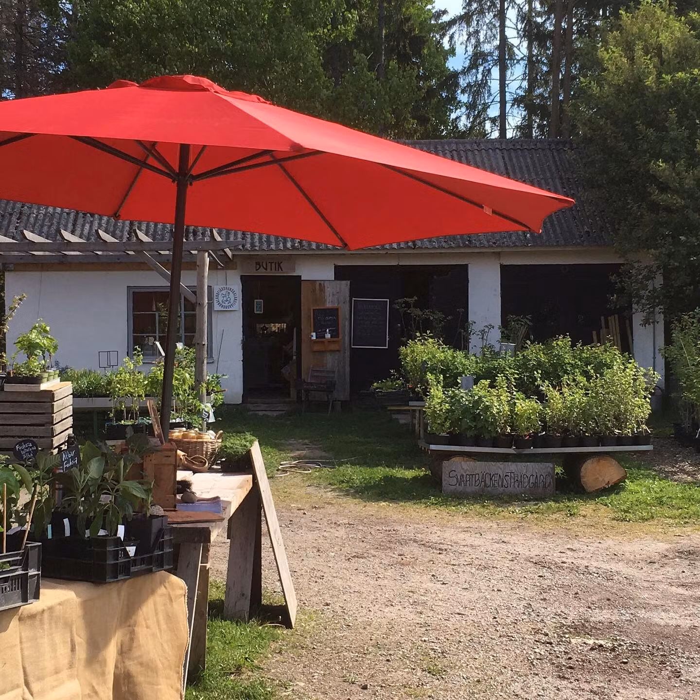 Mellanhassel 'Farris 88 Q'