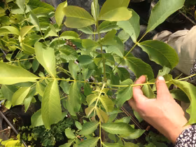 Bixbyvalnöt 'Nys Wyk'