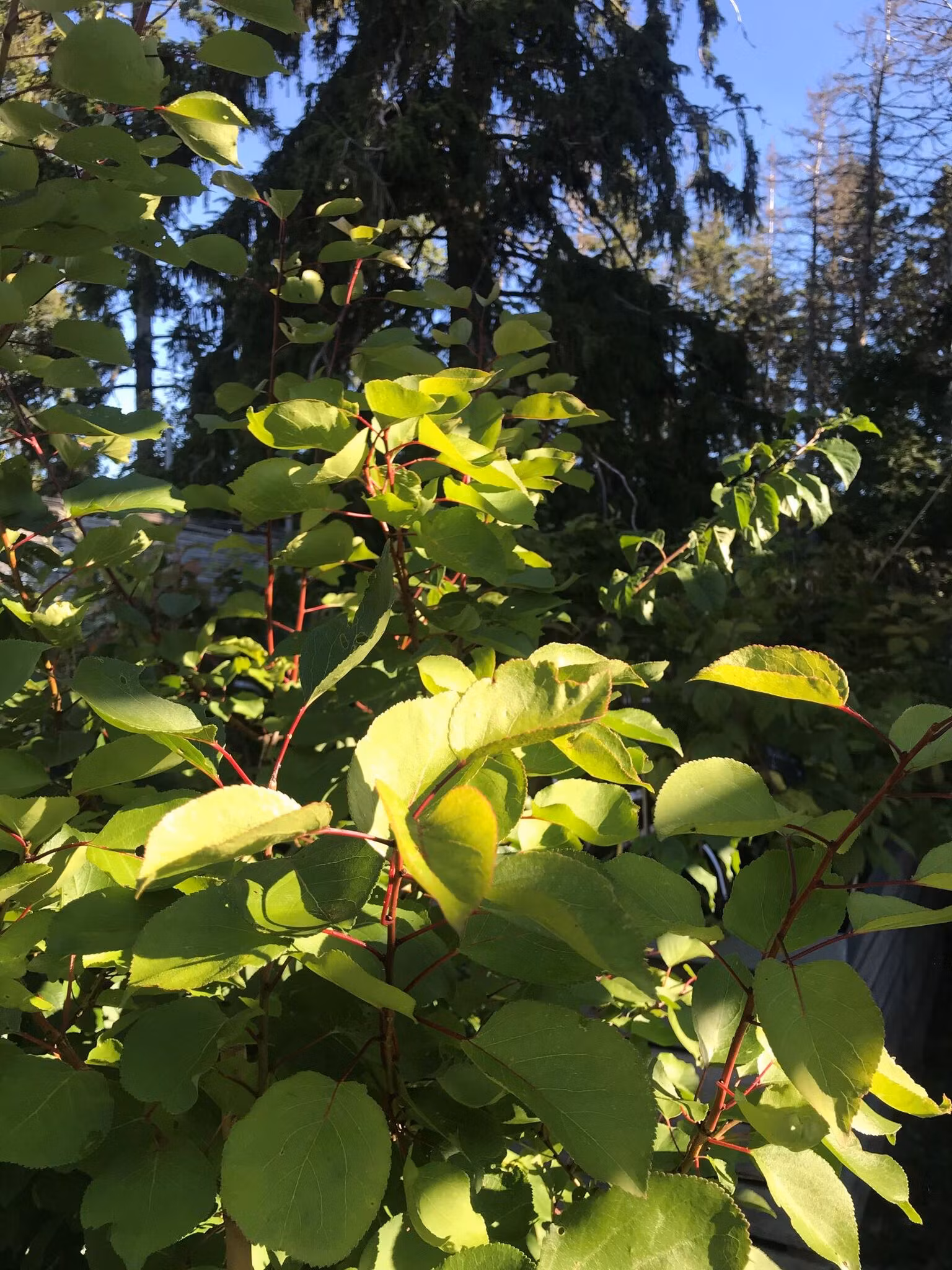 Krusbärskiwi 'Kens Red', hona