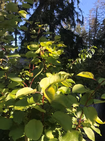 Krusbärskiwi 'Kens Red', hona