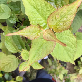 Minikiwi 'Anniki', hona