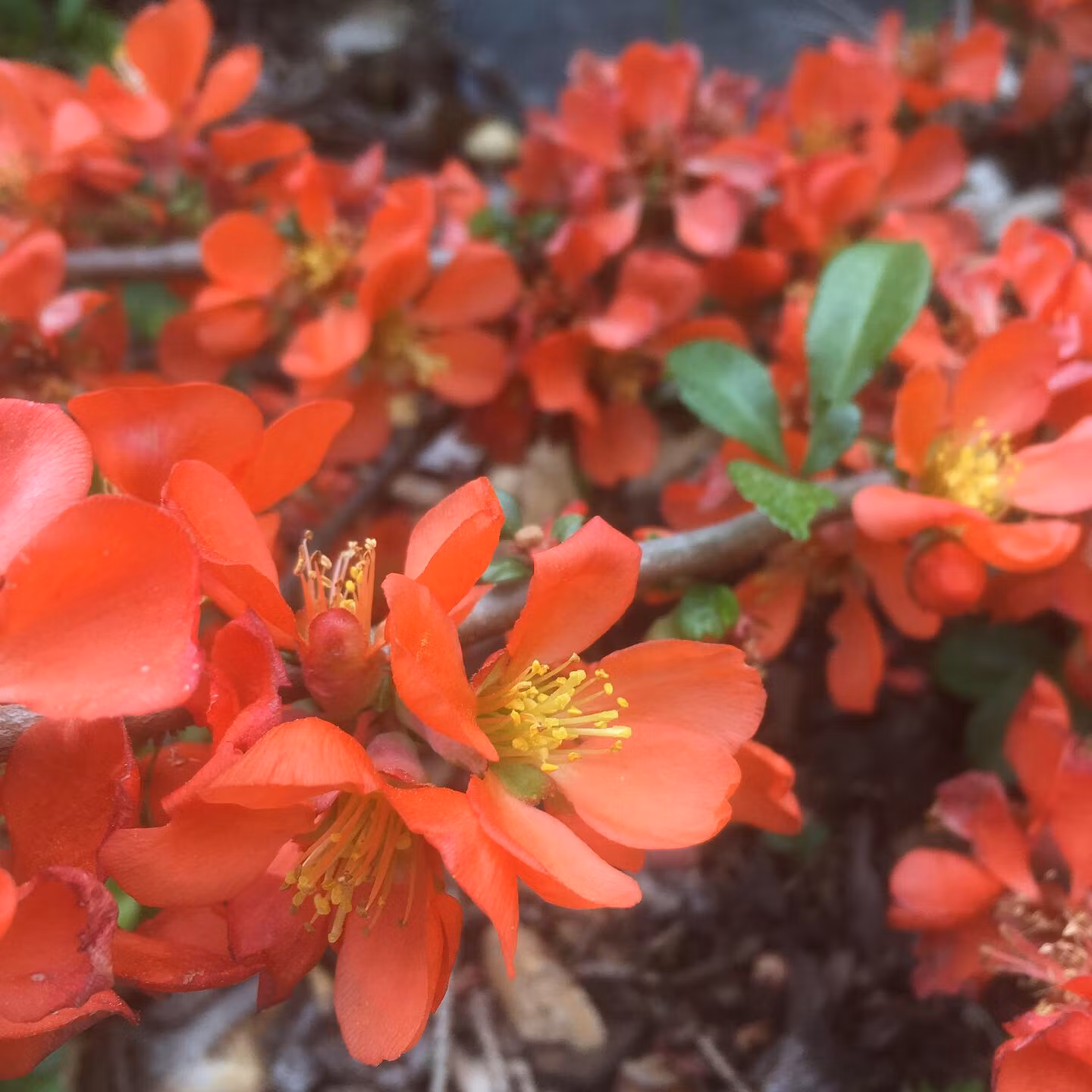 Liten rosenkvitten 'Rondo'