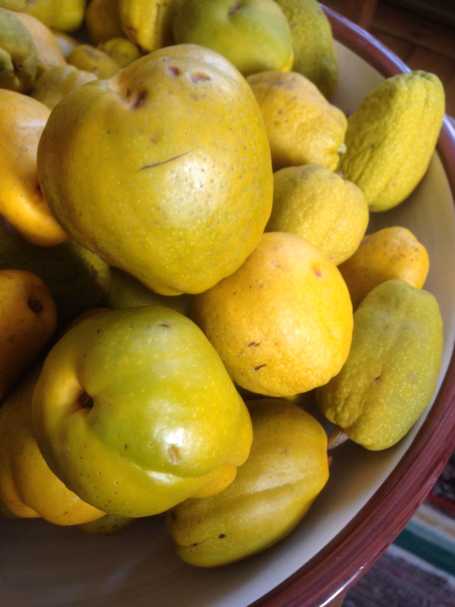 Liten rosenkvitten 'Rondo'