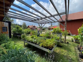 Krusbär 'Invicta'