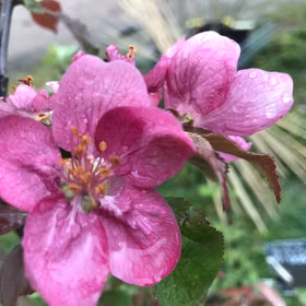 Äpple 'Aldenham purpuräpple'